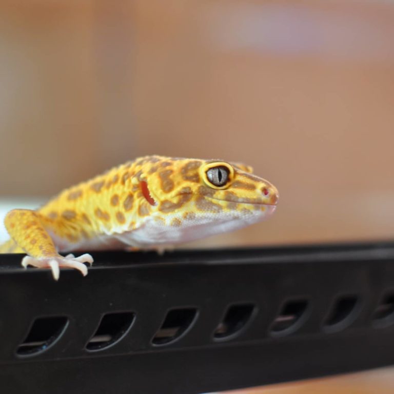 Gecko Léopard Albino